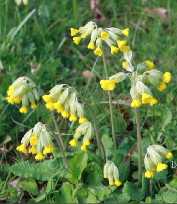 Cowslips