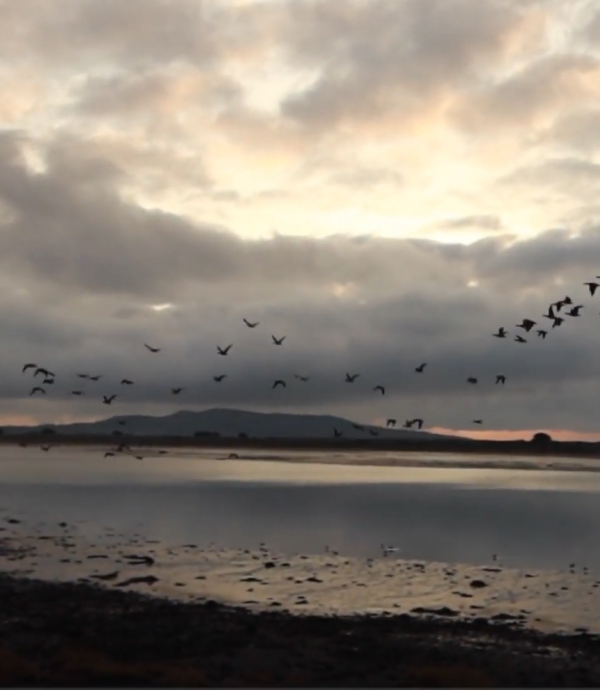 Photo of birds flying over the sea