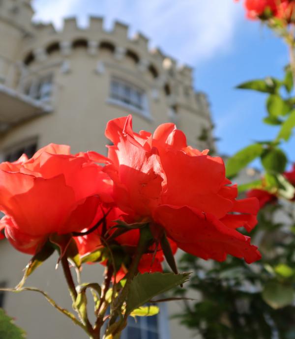 Castle and Rose