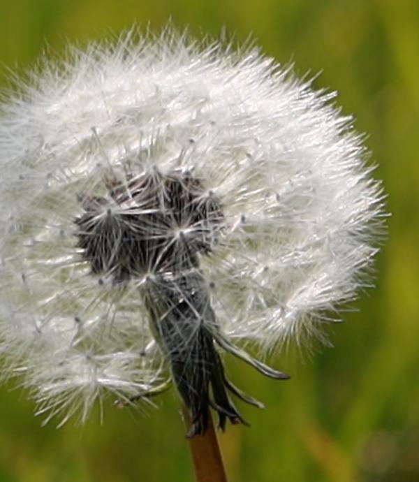 Dandelion