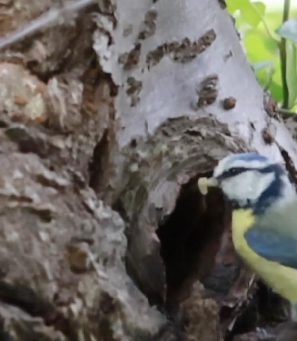 Blue Tit