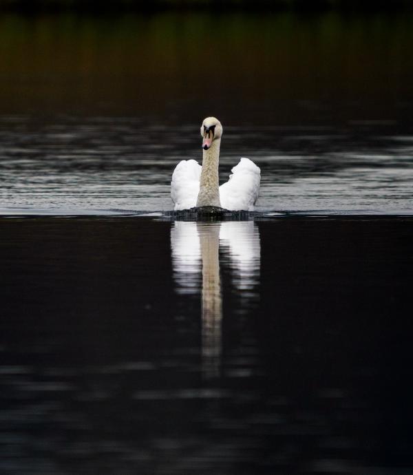 Photo of swan