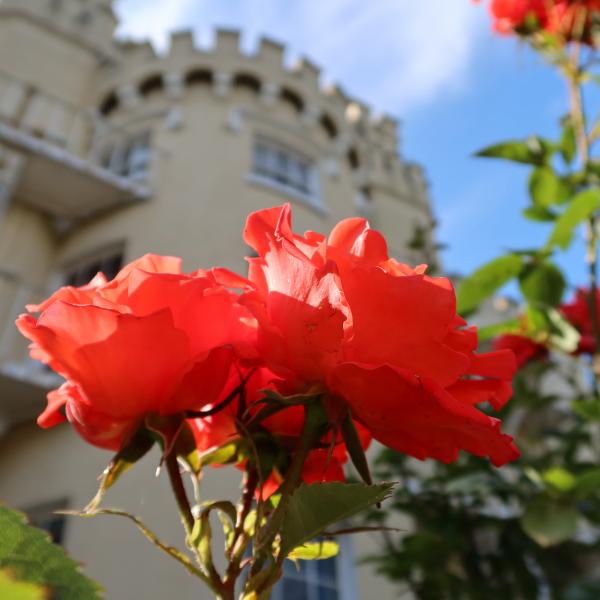 Manresa blooms