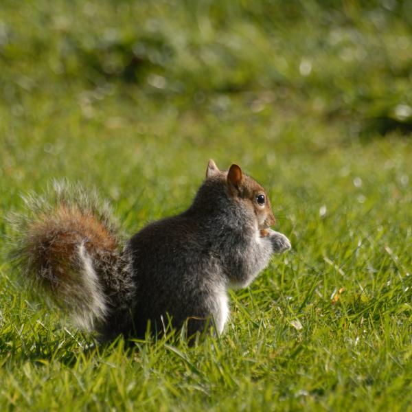 Grey squirrel