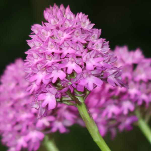 Pyramid orchid