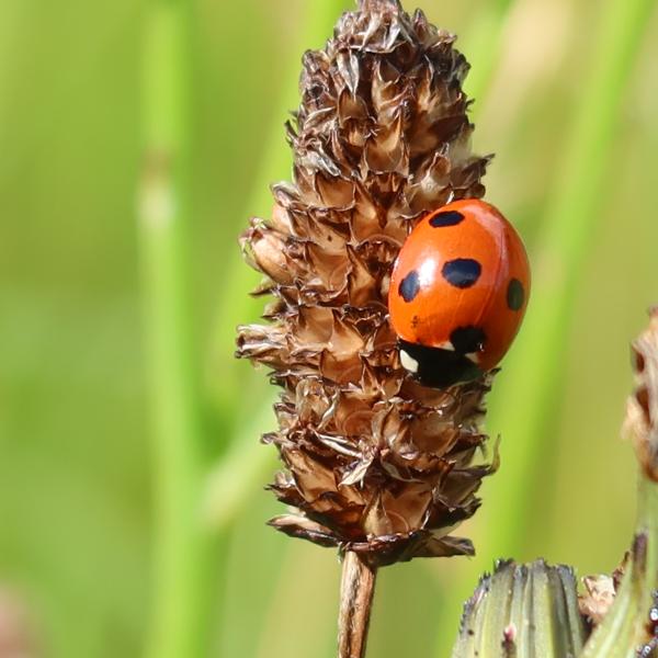 Ladybird