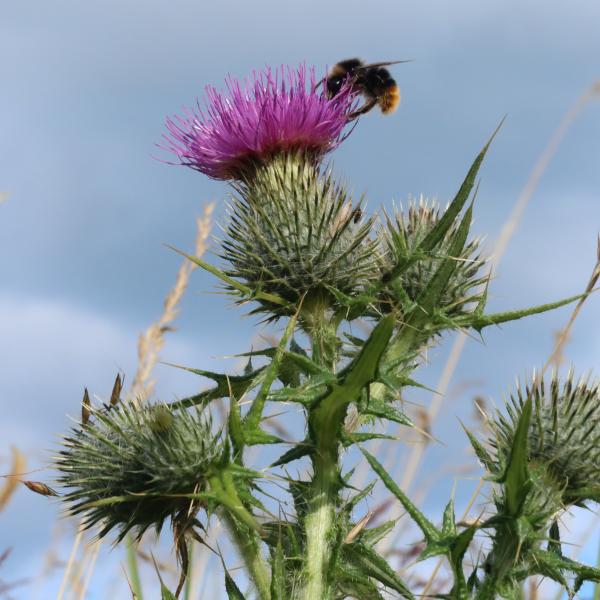 Thistle