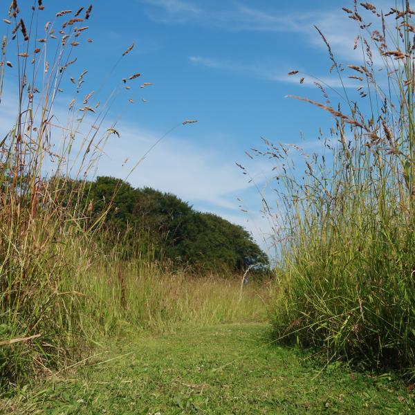 Paths in the Meadow