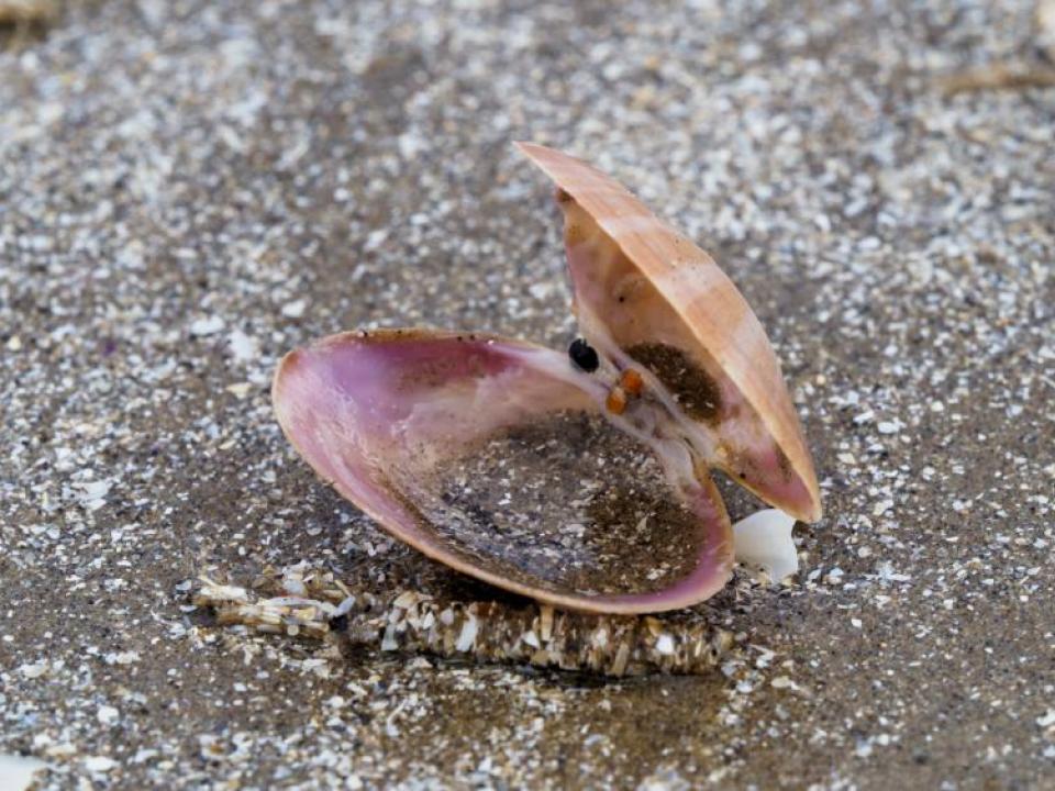 photo of shell on Bull Island