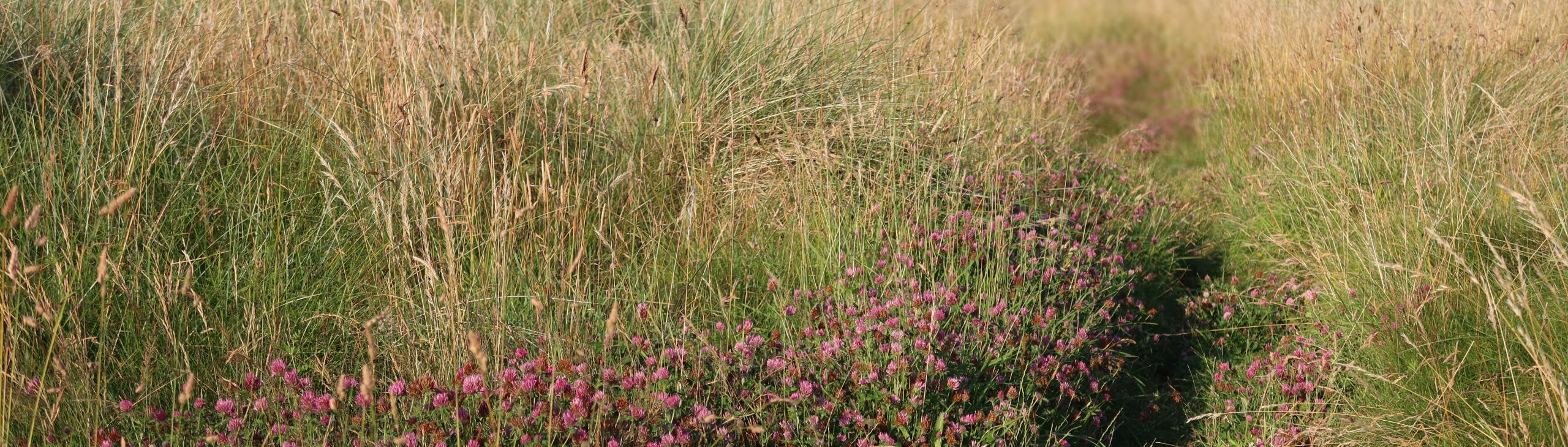 Bull Island dunes