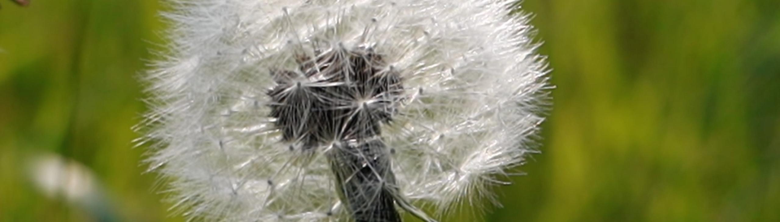 Dandelion