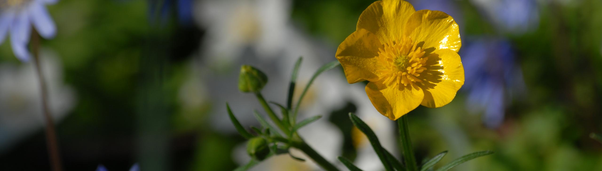 Buttercup