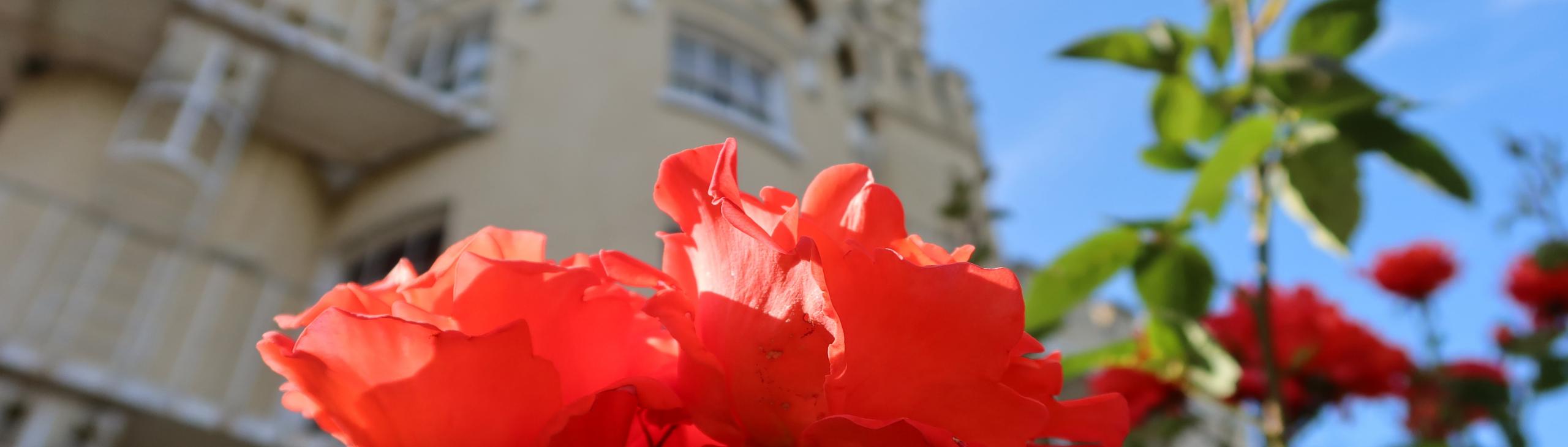 Manresa blooms