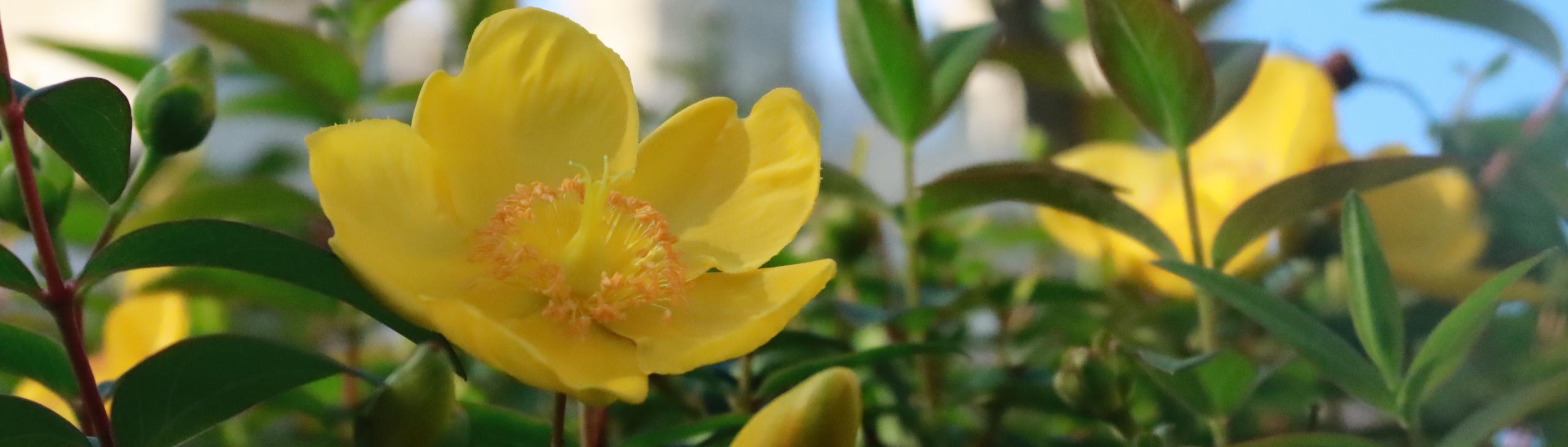 Castle yellow flower