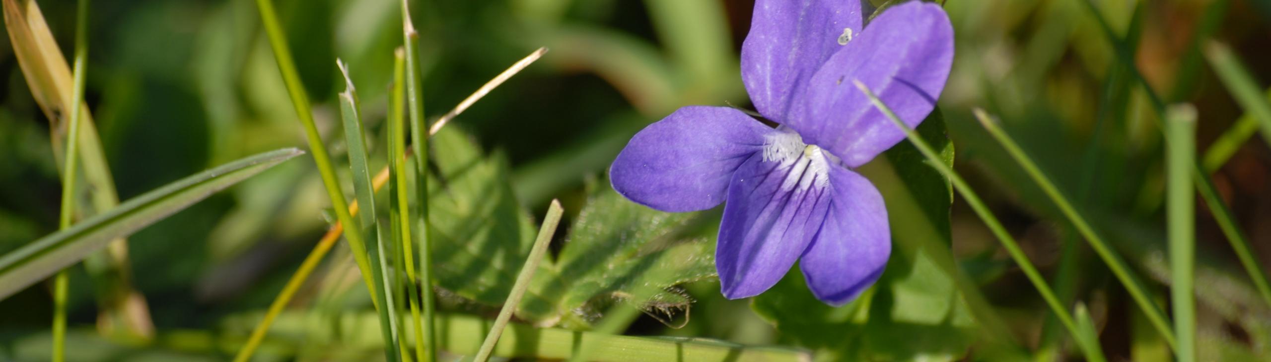 Violet