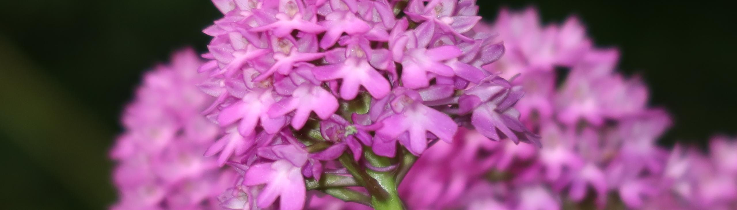 Pyramid orchid