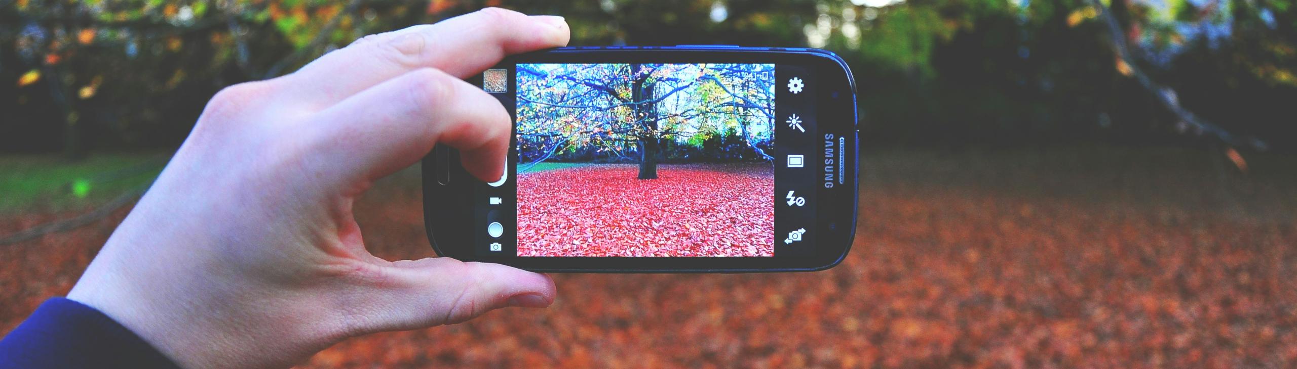 taking photo of tree